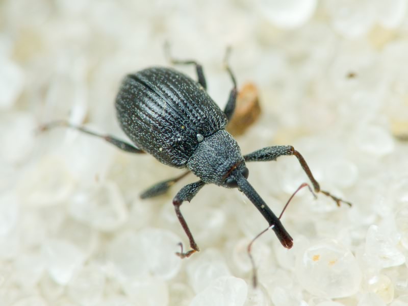 Anthonomus (Anthonomus) rubi (Herbst, 1795)